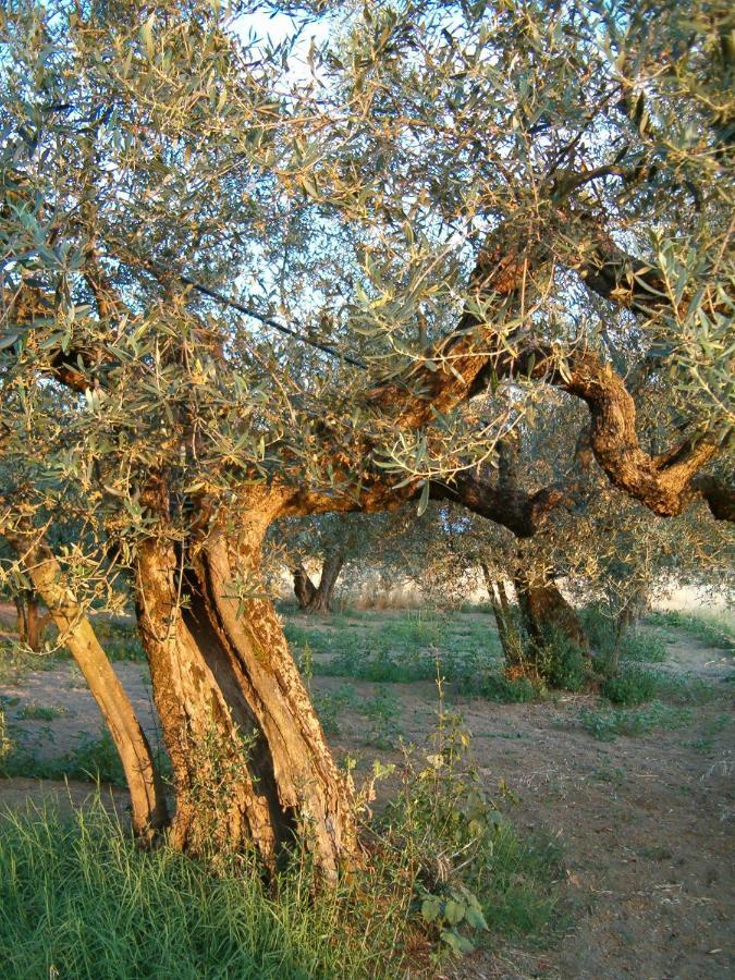 Agriturismo La Villetta San Lorenzo Nuovo Eksteriør billede