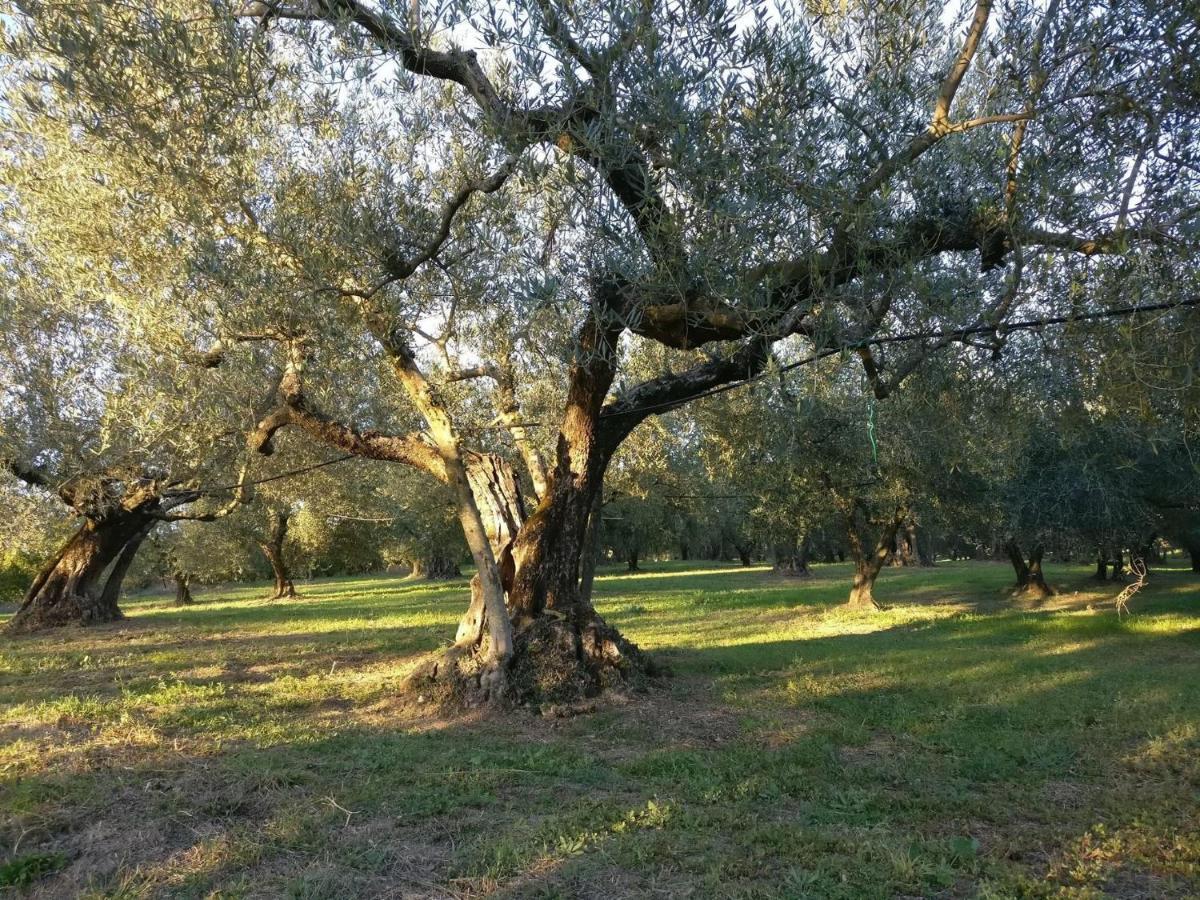 Agriturismo La Villetta San Lorenzo Nuovo Eksteriør billede